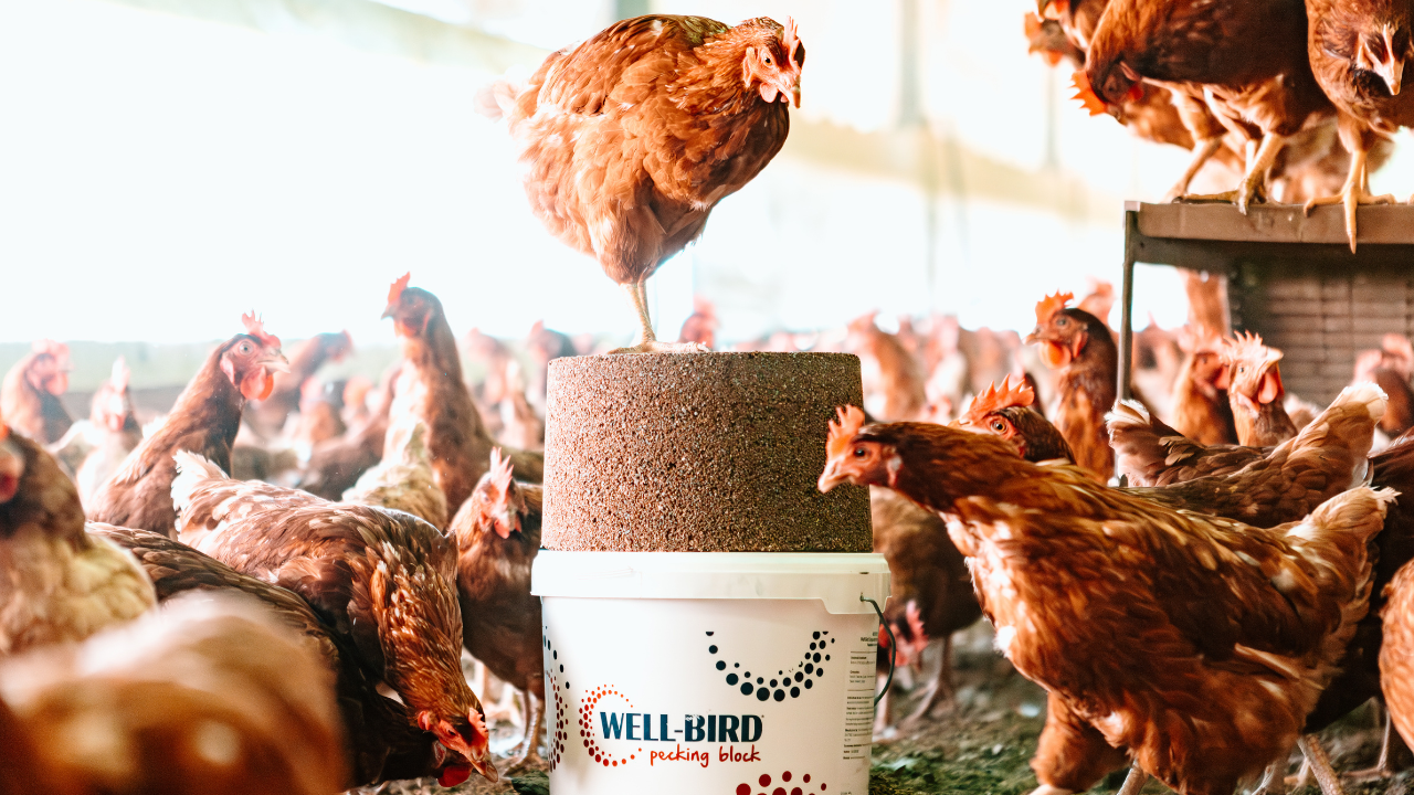 Well Bird Pecking Block 15kg