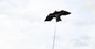 Peter Lynn Bird Scare Kite Sky Crow With Pole